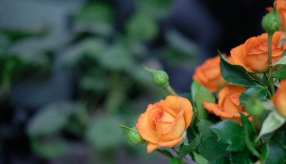 Orange rose buds in green foliage. Bouquets of roses