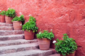 Fototapeta na wymiar White flowering geranium plants in clay pots on stone steps against red rustic wall .