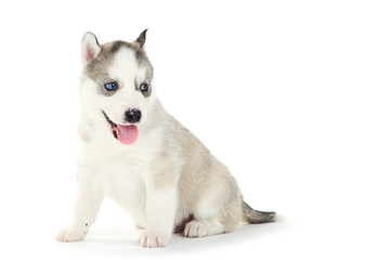 Husky puppy isolated on white background