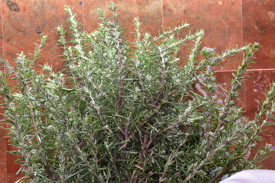 Rosmarino, pianta aromatica utilizzata in cucina