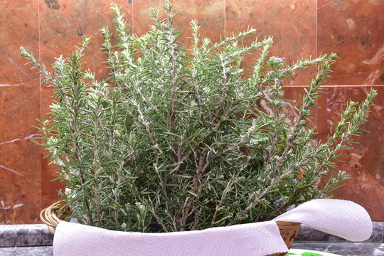 Rosmarino, pianta aromatica utilizzata in cucina