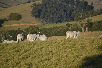 Cows on a mountain pasture