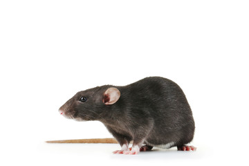 Black rat isolated on white background