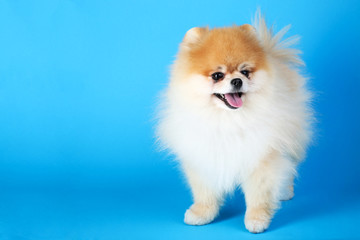 Obraz premium Pomeranian dog on blue background
