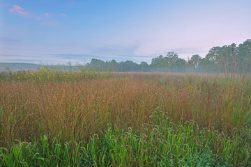 Landscape at sunrise of tall grass prairie, Fort Custer State Park, Michigan, USA