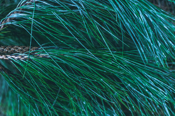 Close up detail shot of pine tree branch as abstract nature background