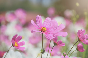 Plakat Pink cosmos flower blooming cosmos flower field, beautiful vivid natural summer garden outdoor park image.