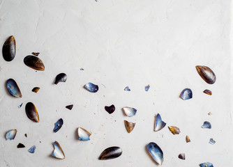 shells, mussel shells and splinters on a light texture background. Place for text