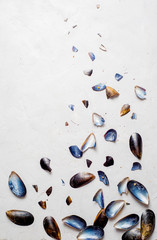 shells, mussel shells and splinters on a light texture background. Place for text