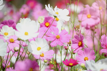 Pink and white cosmos flower blooming cosmos flower field, beautiful vivid natural summer garden outdoor park image.