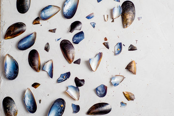 shells, mussel shells and splinters on a light texture background. Place for text
