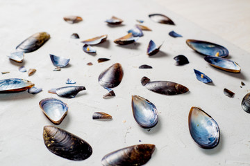 shells, mussel shells and splinters on a light texture background. Place for text