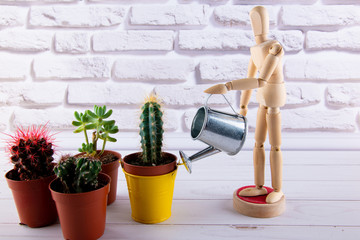 Wooden mannequin watering different small cactuses with metallic can on white background © virginna