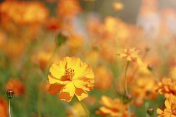 Orange and yellow cosmos flower blooming cosmos flower field, beautiful vivid natural summer garden outdoor park image.