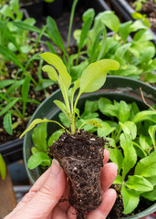 Woman's hand holding a young seedling from a greenhouse.