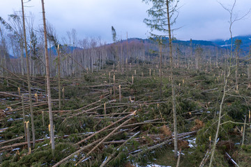 Aerial drone photo showing hundreds of fir trees torn up by their roots, razed to the ground, by a severe wind storm in Ciucas Mountains