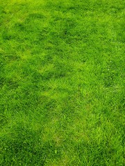 background of green grass