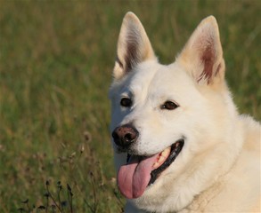 weißer Schäferhund 