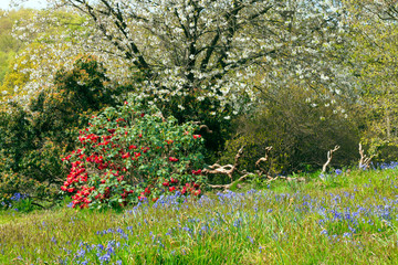 Obrazy  Wiosenna scena z białym kwitnącym wiśniowym drzewem, czerwonym rododendronem, niebieskimi dzwoneczkami w trawie na skraju lasu, w wiejskiej angielskiej wsi.