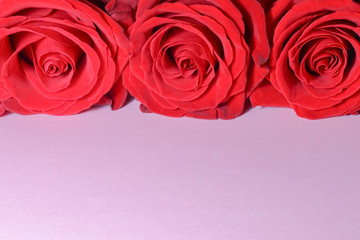 roses on a pink background with space for writing