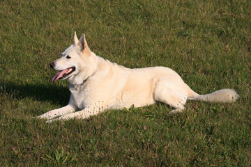 weißer Schäferhund liegt auf einer Wiese