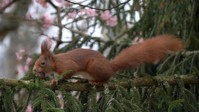 eichh&ouml;rnchen auf tannenzweig mit walnuss