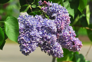 Blooming varietal selection semi-double bluish lilac (Syrínga). The Sort Of "Condorcet" © aleoks