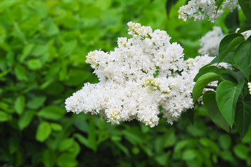 Blooming varietal selection white lilac (Syringa). The sort of 