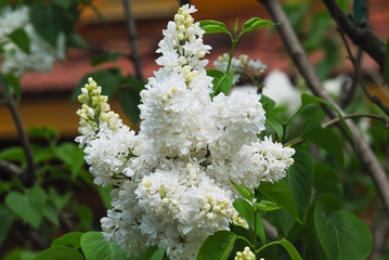 Blooming varietal selection white lilac (Syringa). The sort of "Flora"