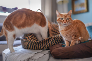 Gato atigrado sobre una almohada mira a la cámara. En el fondo, un gato se mete en una canasta de...