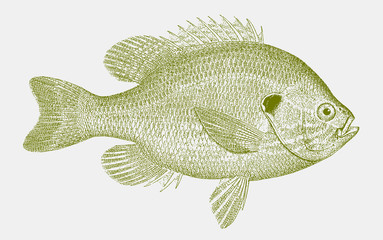 Pumpkinseed, lepomis gibbosus, a sunfish from north america in side view - obrazy, fototapety, plakaty