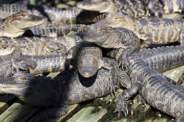 Group of young alligators warming in the sun