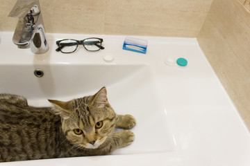 Kitten lies in the washstand, cute funny cat