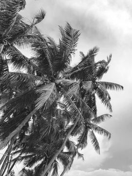 Black and white image of palm tree tops over the clear sky