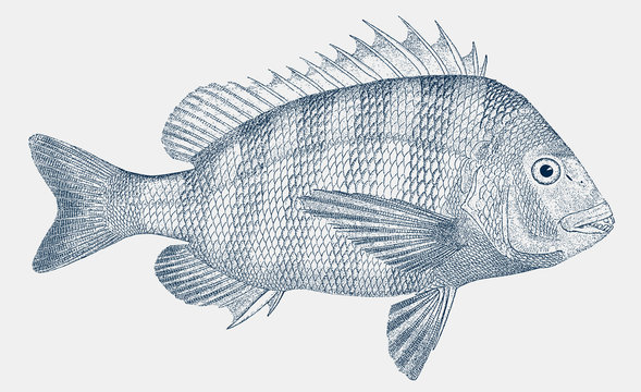 Adult sheepshead archosargus probatocephalus, marine fish in side view