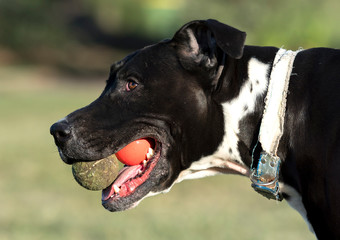 Playing dogs, Sydney Australia