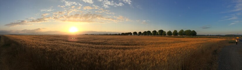 Sunset panorama wheat field © NeHomo