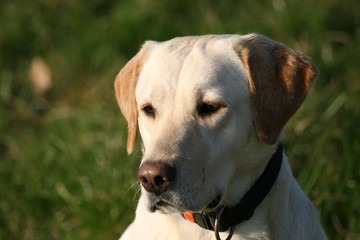Portrait Labrador 