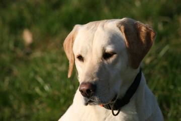 Portrait Labrador 