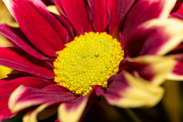 red-burgundy yellow chrysanthemum flower in a bouquet of flowers