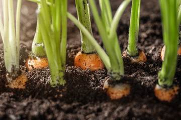 Fresh carrots in her bush in soil, close up