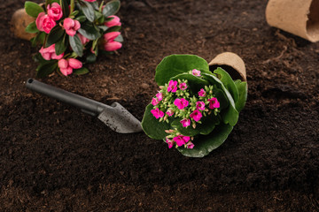 Rhododendron and kalanchoe flower on soil