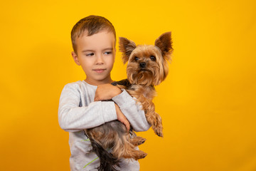 Little boy with dog Yorkshire terrier on a yellow background