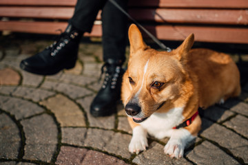 Corgi dog outdoors closeup portrait