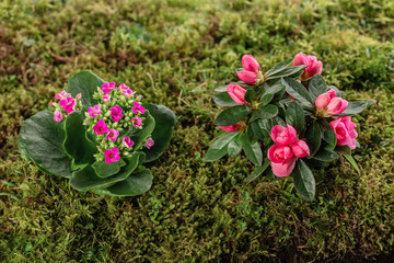 Rhododendron and kalanchoe flower on moss ground
