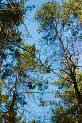 Trees in the forest and green leaves against the blue sky.