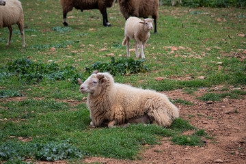 borrego blanco tumbado con un cuerno roto