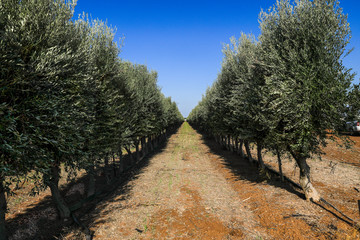 Olive trees in a row. Traditional plantation of olive trees.