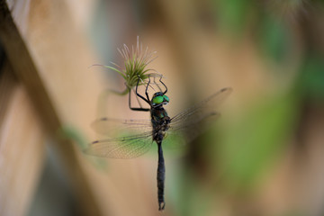 Hines Emerald Dragonfly on a remnant Clematis flower.