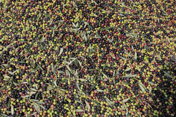 Background of  Harvested fresh olives.